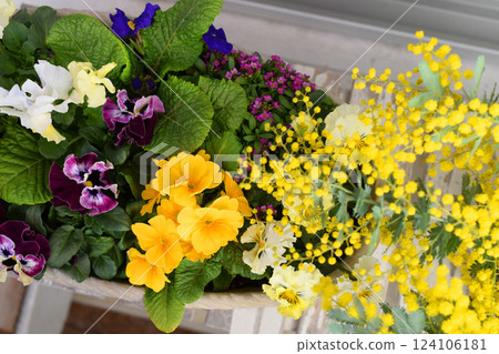 盆栽春花、春季園藝 124106181