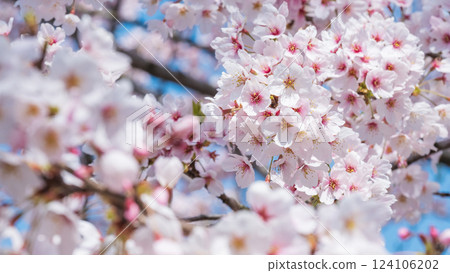 Cherry Blossoms	 124106202