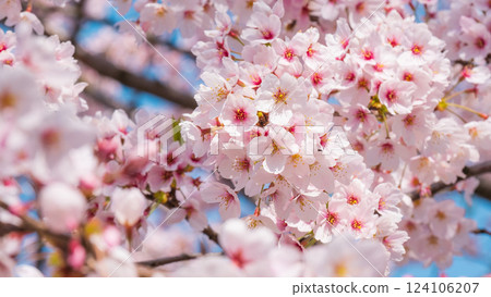 Cherry Blossoms	 124106207