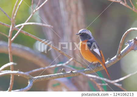 黃尾鴝男性 124106213