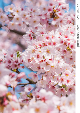 Cherry Blossoms	 124106236