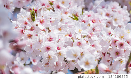 櫻桃樹 櫻桃樹 124106255