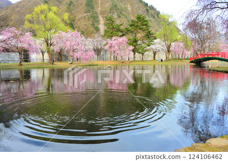 越後湯澤中央公園櫻花盛開 越後湯澤中央公園櫻花盛開 124106462