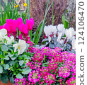 Spring flowers in pots, spring gardening, spring flower arrangements 124106470