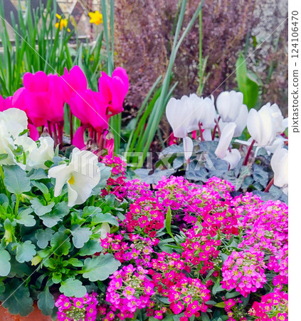 Spring flowers in pots, spring gardening, spring flower arrangements Spring flowers in pots, spring gardening, spring flower arrangements 124106470