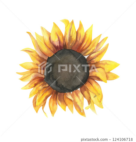 Sunflower watercolor illustration. Hand drawn isolated floral element, autumn field flower clipart for harvest season poster, decor, florist shop label, logo design Sunflower watercolor illustration. Hand drawn isolated floral element, autumn field flower clipart for harvest season poster, decor, florist shop label, logo design 124106718