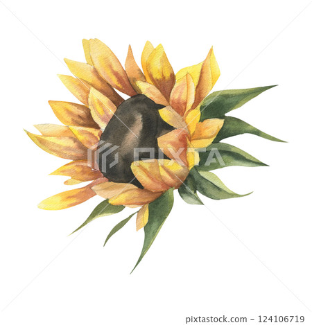 Sunny autumn flower, sunflower petal bloom watercolor illustration. Hand drawn fall seasonal field botanical element, yellow botanical clipart for wedding,poster, card,harvest season design 124106719
