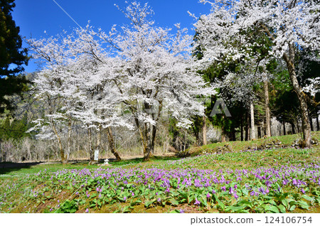 盛開的櫻花和紫羅蘭 124106754