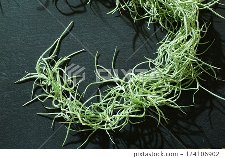 空氣植物(西班牙苔蘚) 空氣植物(西班牙苔蘚) 124106902