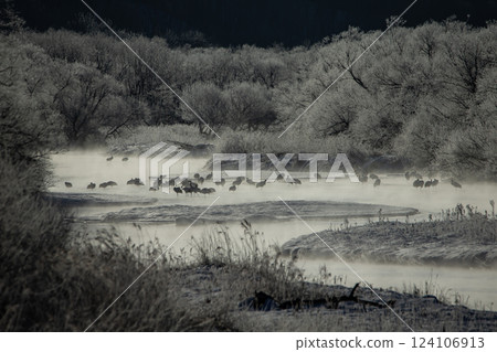 A red-crowned crane sleeping by the freezing cold water A red-crowned crane sleeping by the freezing cold water 124106913