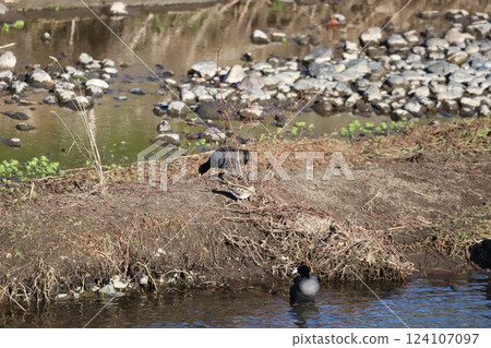 鷸在河岸上尋找食物 124107097