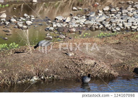 鷸在河岸上尋找食物 鷸在河岸上尋找食物 124107098