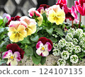 Planting spring flowers, gardening 124107135