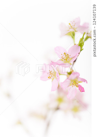 Sakura (white back) Sakura (white back) 124107139