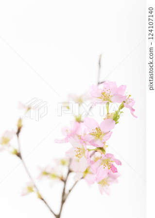 Sakura (white back) 124107140