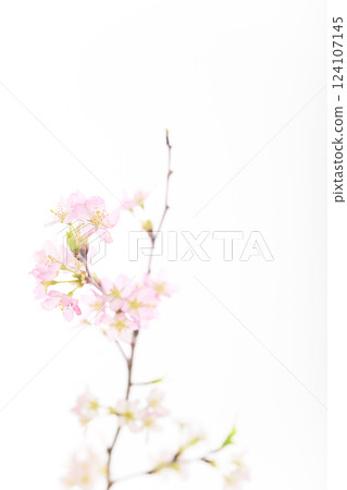 Sakura (white back) 124107145