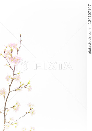 Sakura (white back) Sakura (white back) 124107147