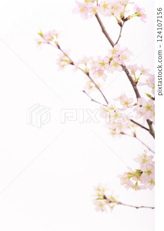 櫻花(白背) 櫻花(白背) 124107156