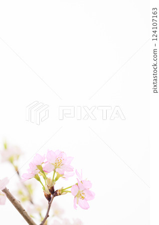 櫻花(白背) 櫻花(白背) 124107163