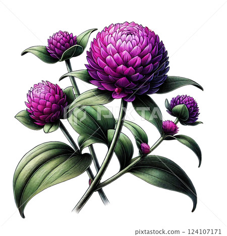 Beautiful illustration of a globe amaranth 124107171