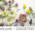 Spring flower background, frame of Christmas roses and violas on white background 124107335