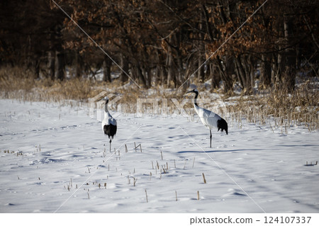 Red-crowned crane in the snow field 124107337