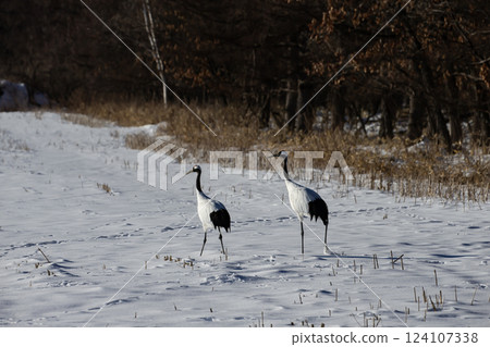 雪場裡的丹頂鶴 124107338
