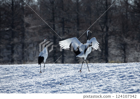 Red-crowned crane in the snow field Red-crowned crane in the snow field 124107342