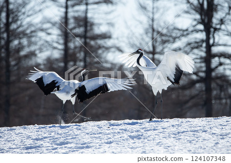雪場裡的丹頂鶴 124107348