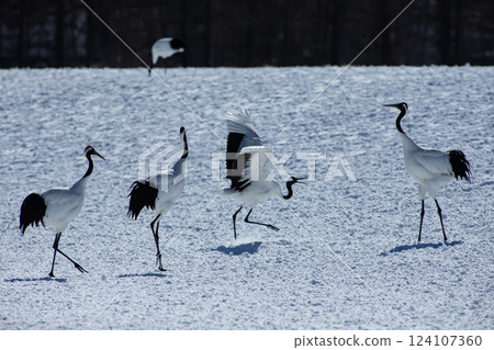 Red-crowned crane in the snow field 124107360