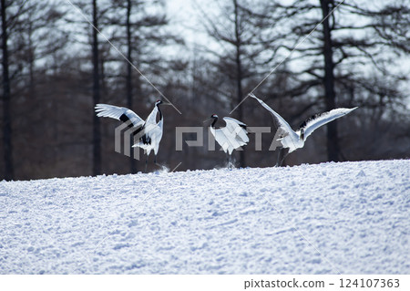 Red-crowned crane in the snow field 124107363