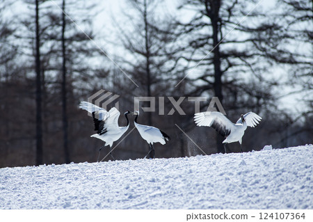 雪場裡的丹頂鶴 124107364