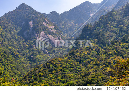 Spectacular views of the World Natural Heritage site of Yakushima (April) - Mountains where gods reside and the fresh greenery of young leaves shines 124107462