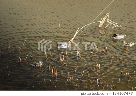 Duck Kashio River 124107477