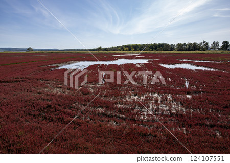 珊瑚草鋪成的紅地毯 珊瑚草鋪成的紅地毯 124107551