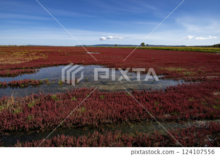 珊瑚草鋪成的紅地毯 珊瑚草鋪成的紅地毯 124107556