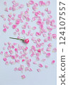 Rose flower background, pink rose petals 124107557