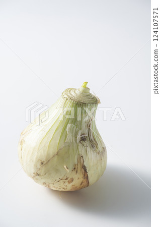 新洋蔥 新洋蔥 124107571