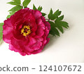 A single peony flower on a white background, a red peony flower 124107672