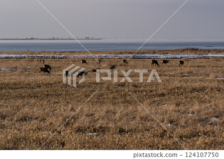 Ezo deer live robustly in Notsuke Bay 124107750