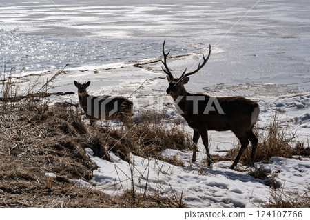 Ezo deer live robustly in Notsuke Bay Ezo deer live robustly in Notsuke Bay 124107766