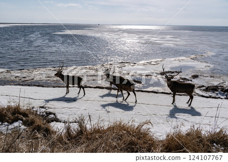 Ezo deer live robustly in Notsuke Bay Ezo deer live robustly in Notsuke Bay 124107767