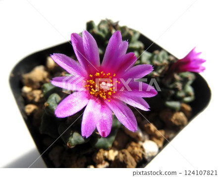 Alonsoy blooming 124107821