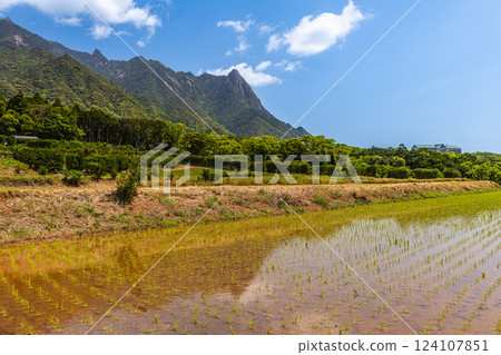 World Natural Heritage Mt. Mochomu and rice fields, Yakushima (Spring) World Natural Heritage Mt. Mochomu and rice fields, Yakushima (Spring) 124107851