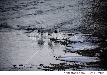 A family of red-crowned cranes standing in the river 124107904