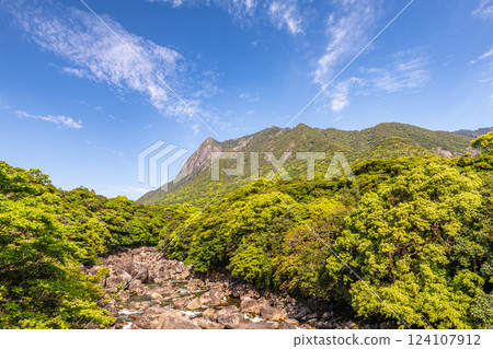 Newly recorded young leaves World Natural Heritage Mt. Mochomu, Yakushima (Spring) 124107912