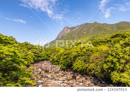 Newly recorded young leaves World Natural Heritage Mt. Mochomu, Yakushima (Spring) 124107913
