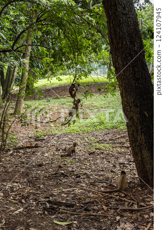 Entrance to the public park Parque Areiao with Capuchin Monkeys around the gate Entrance to the public park Parque Areiao with Capuchin Monkeys around the gate 124107945