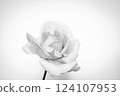 A single rose flower on a white background, monochrome rose background 124107953