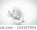A single rose flower on a white background, monochrome rose background 124107954